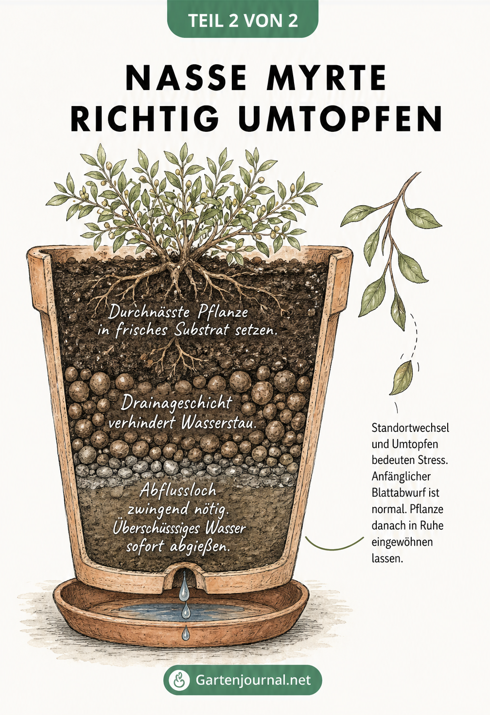 Querschnitt durch einen Blumentopf mit einer Myrte, der die richtige Schichtung aus frischem Substrat und Drainage zeigt