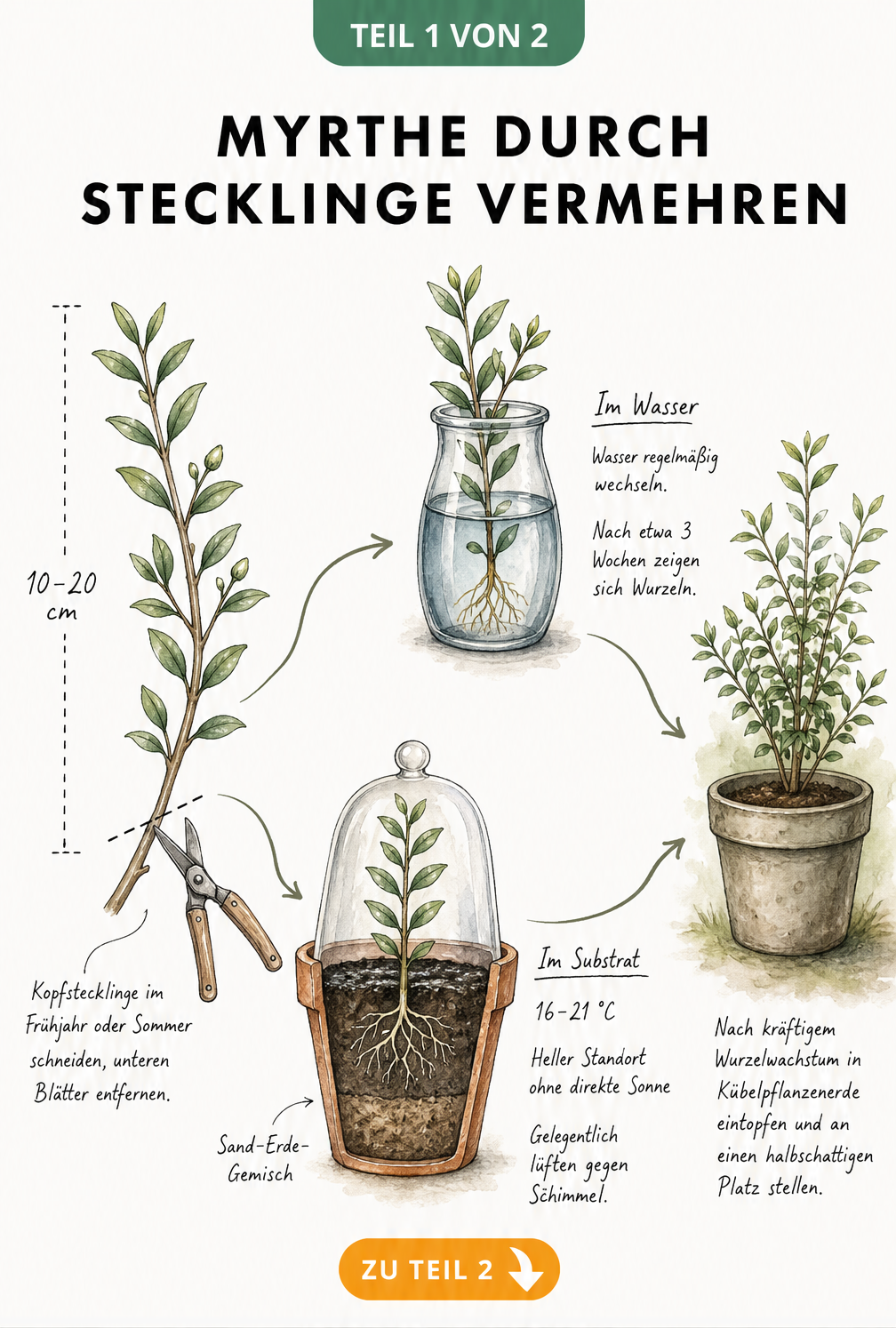 Illustration der Myrten-Aussaat: Samengewinnung, Trocknung, Wasserbad und Anzuchtschale mit Lichtkeimern