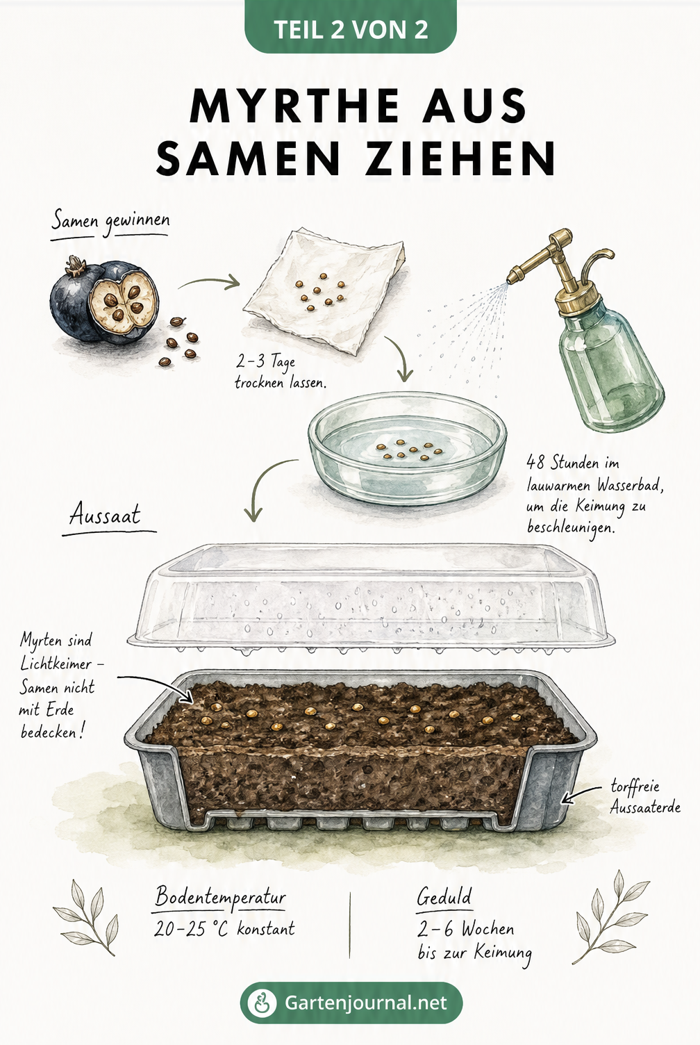 Illustration der Myrten-Vermehrung durch Stecklinge: Schnitt, Bewurzelung im Wasserglas und im Topf