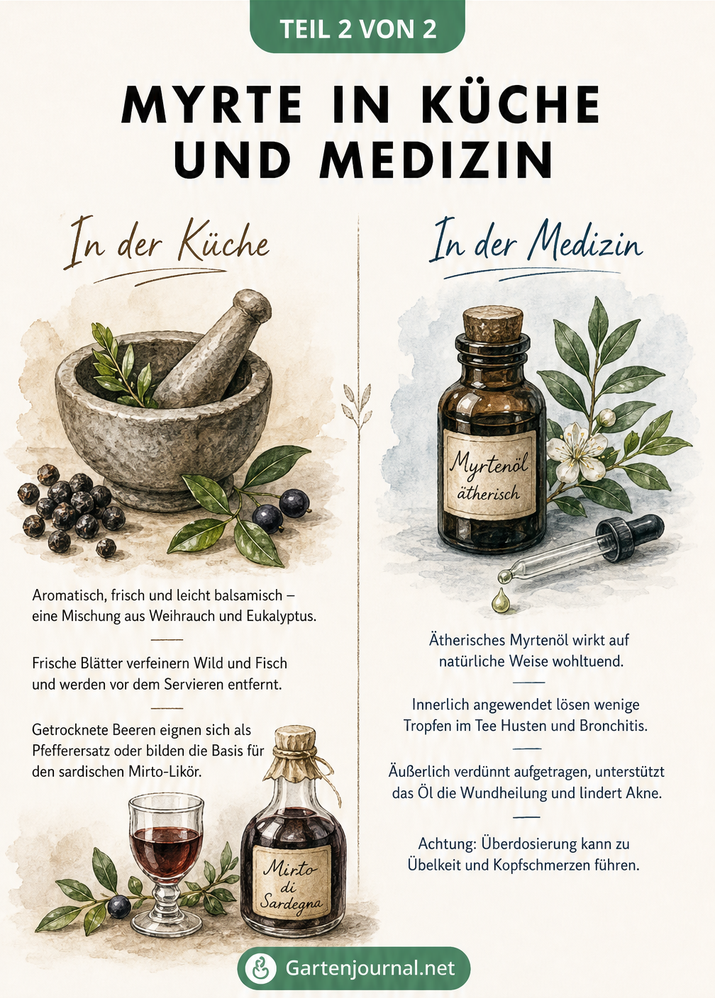 Illustration von Myrtenblättern, Beeren im Mörser und einer Flasche mit ätherischem Myrtenöl
