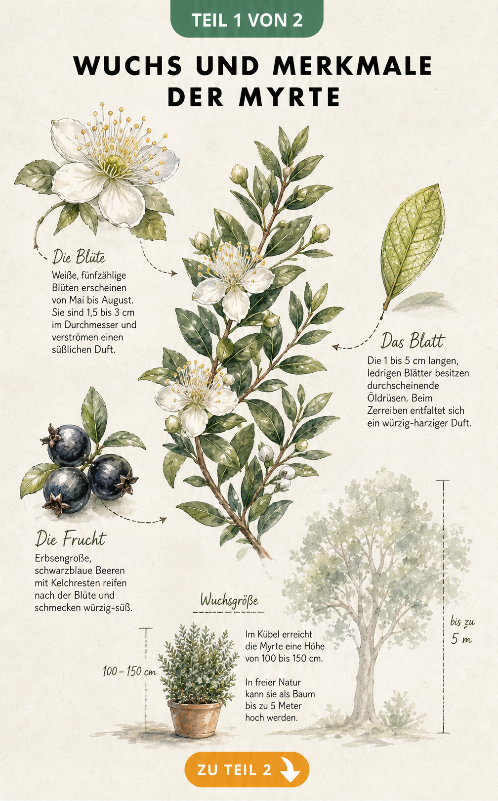 Botanische Illustration eines Myrtenzweigs mit weißen Blüten, ledrigen Blättern und schwarzblauen Beeren