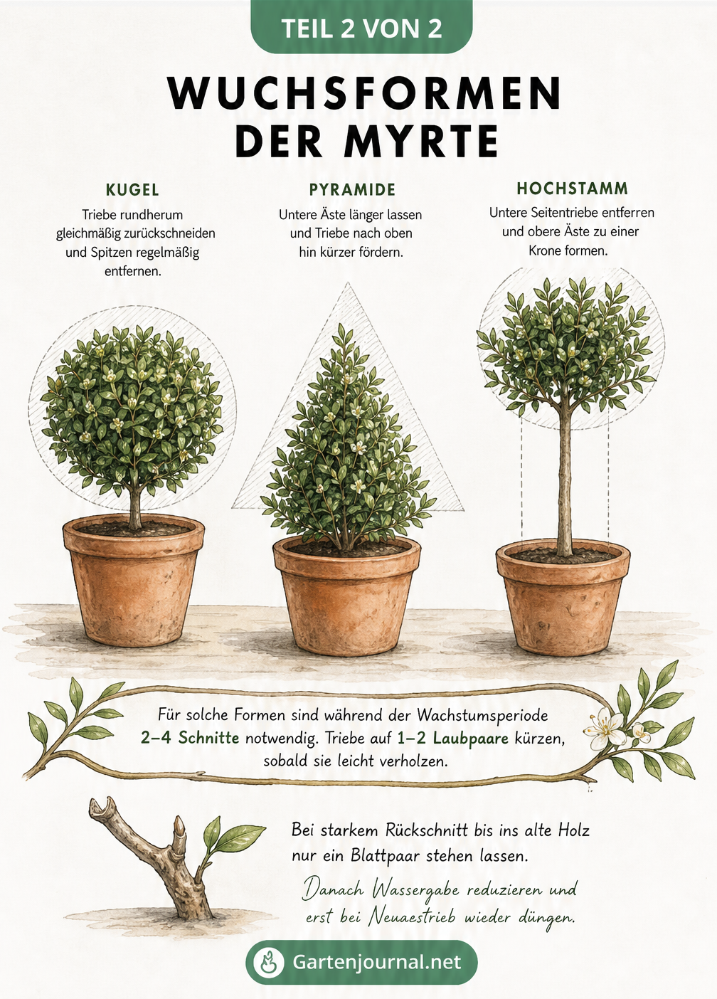 Skizze von drei Myrten in Terrakotta-Töpfen, die die Wuchsformen Kugel, Pyramide und Hochstamm zeigen, mit Hinweisen zum Formschnitt und drastischen...