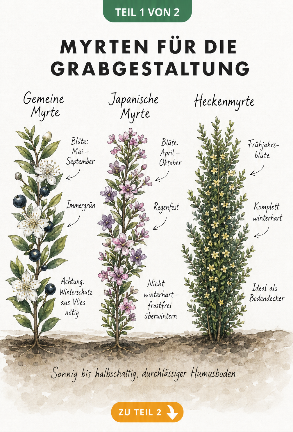 Botanische Illustration von drei Myrtenarten: Gemeine Myrte, Japanische Myrte und Heckenmyrte mit Pflegehinweisen