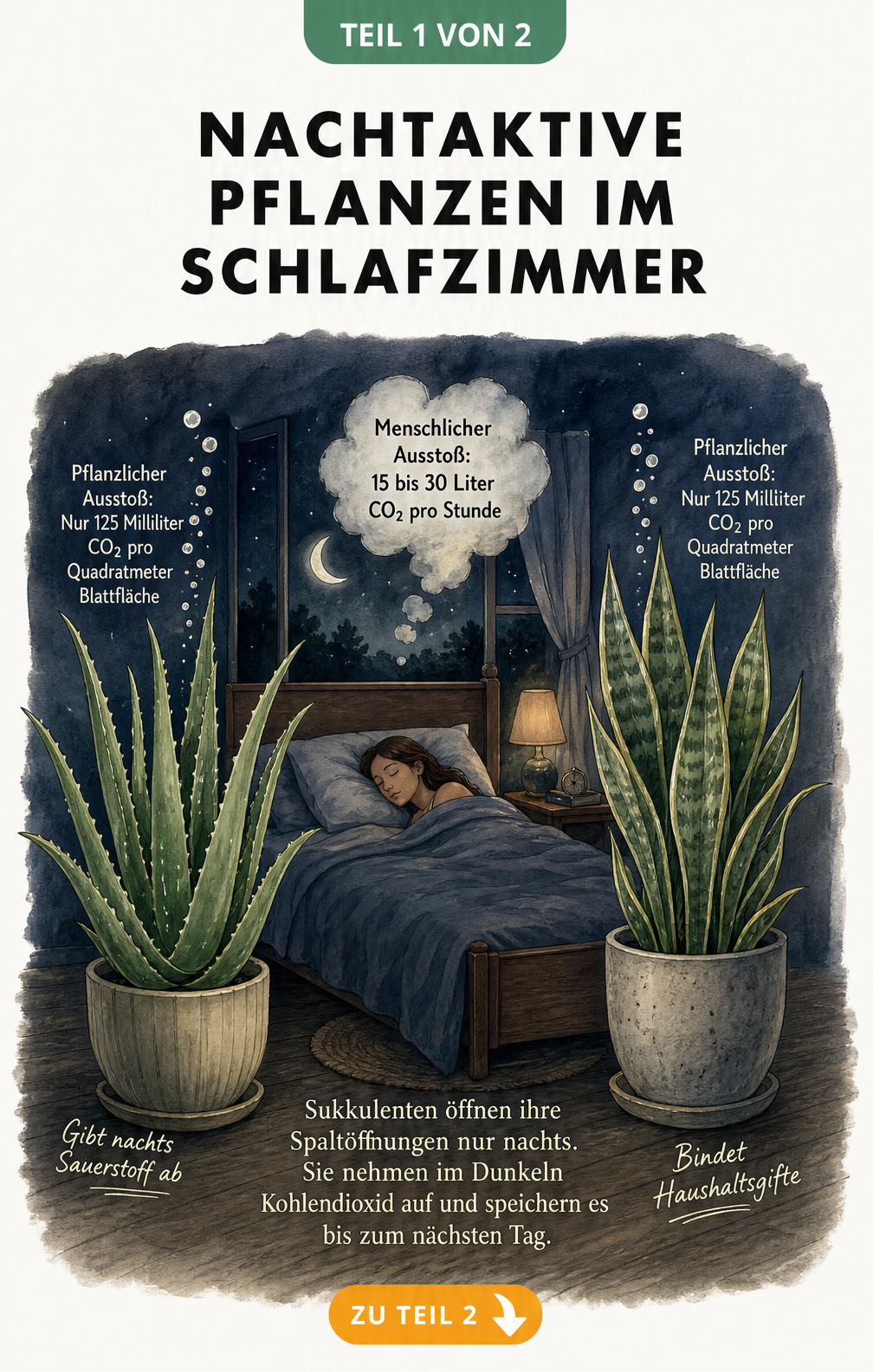 Querschnitt eines Schlafzimmers bei Nacht mit Aloe Vera und Bogenhanf, die CO2 aufnehmen und Sauerstoff abgeben
