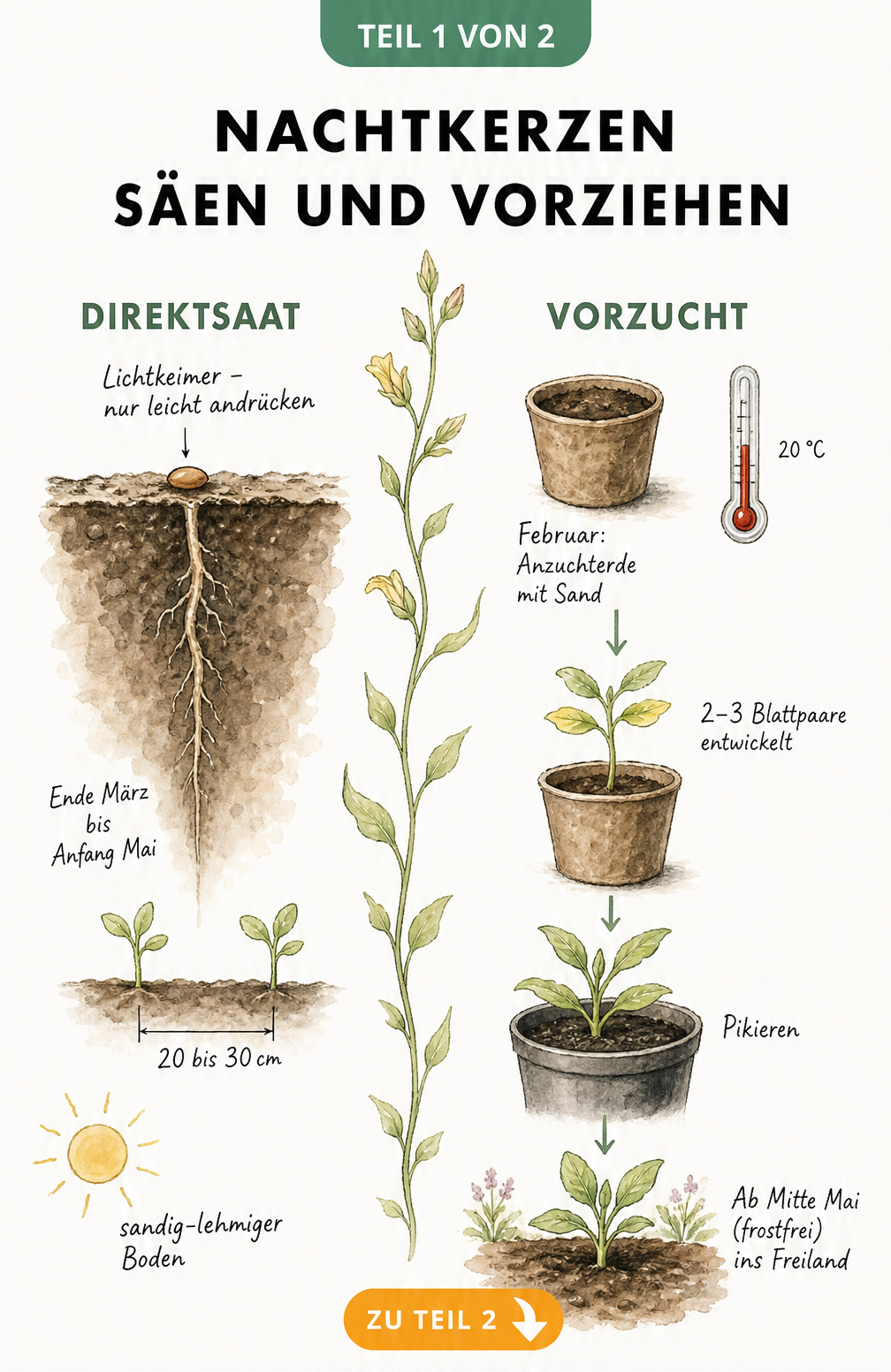 Botanische Illustration zur Aussaat der Nachtkerze: Vergleich von Direktsaat im Freiland und Vorzucht im Topf