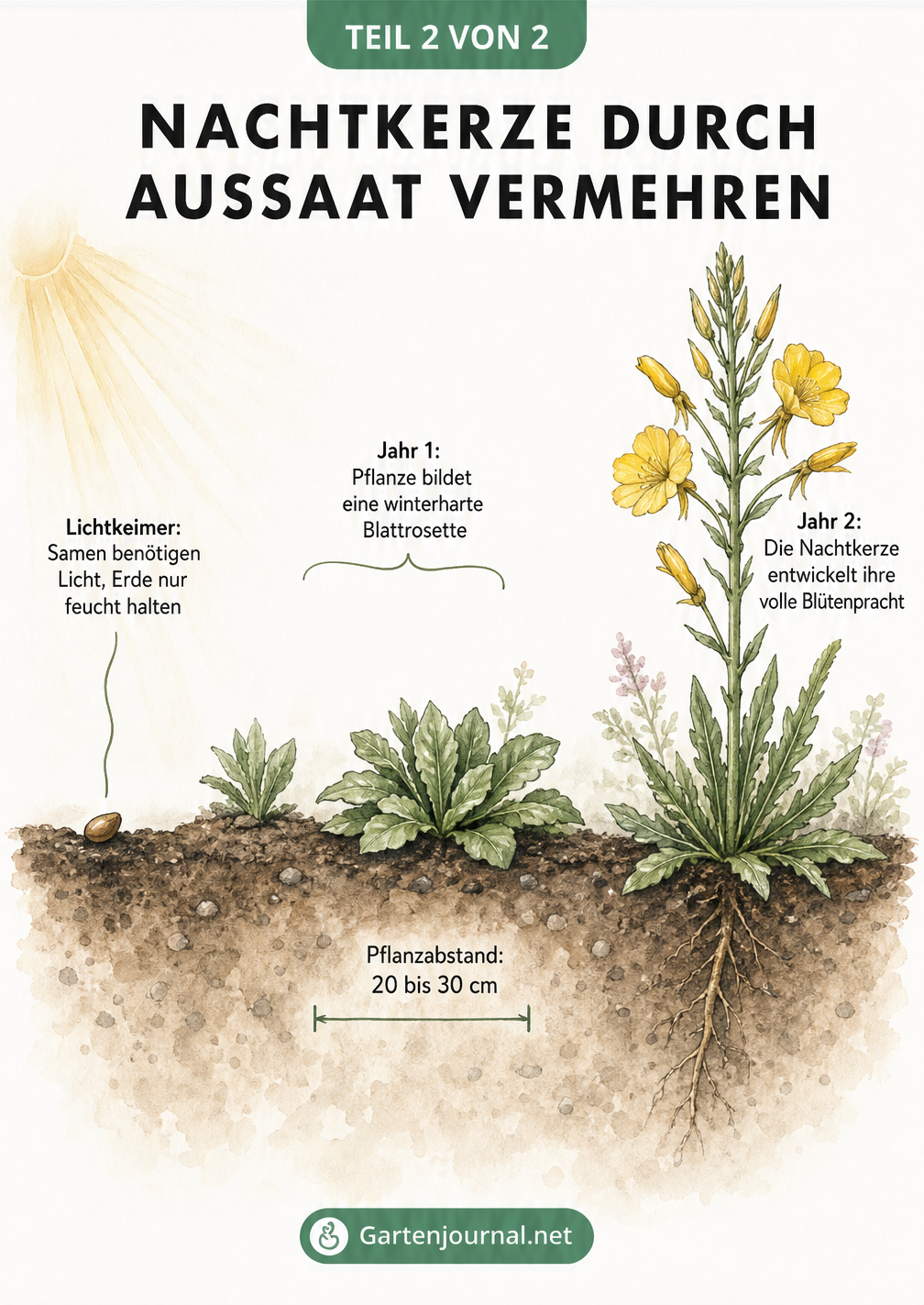 Zeitleiste der Nachtkerzen-Aussaat vom Samen als Lichtkeimer über die Blattrosette bis zur Blüte