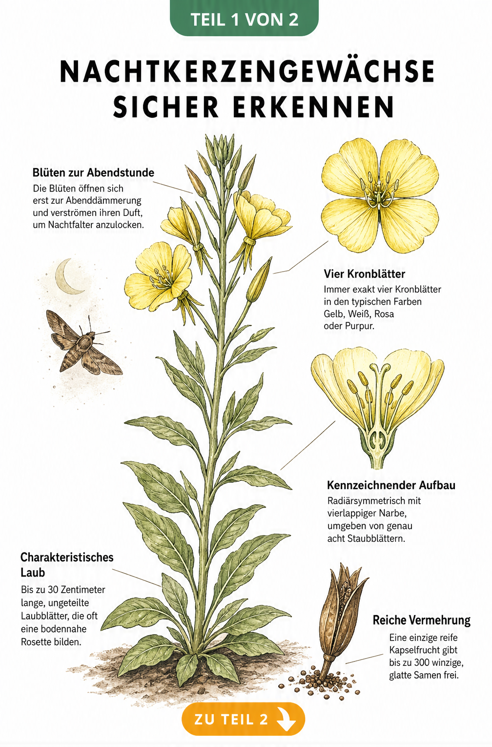 Botanische Illustration einer blühenden Nachtkerze mit Detailzeichnungen von Blüte, Fruchtknoten und Samenkapsel