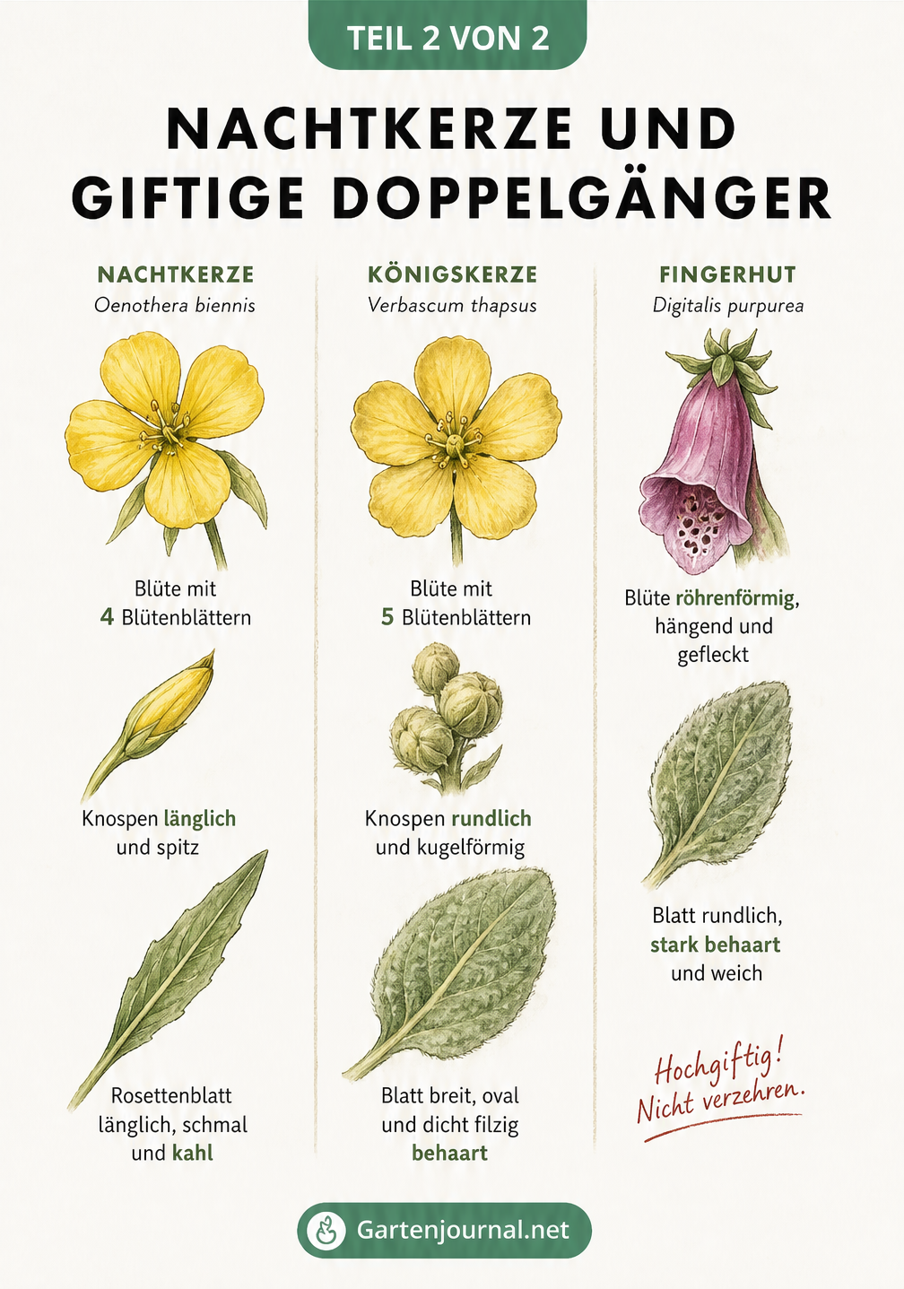 Vergleich der echten Nachtkerze mit der Königskerze und dem giftigen Fingerhut anhand von Blüten, Knospen und Blättern