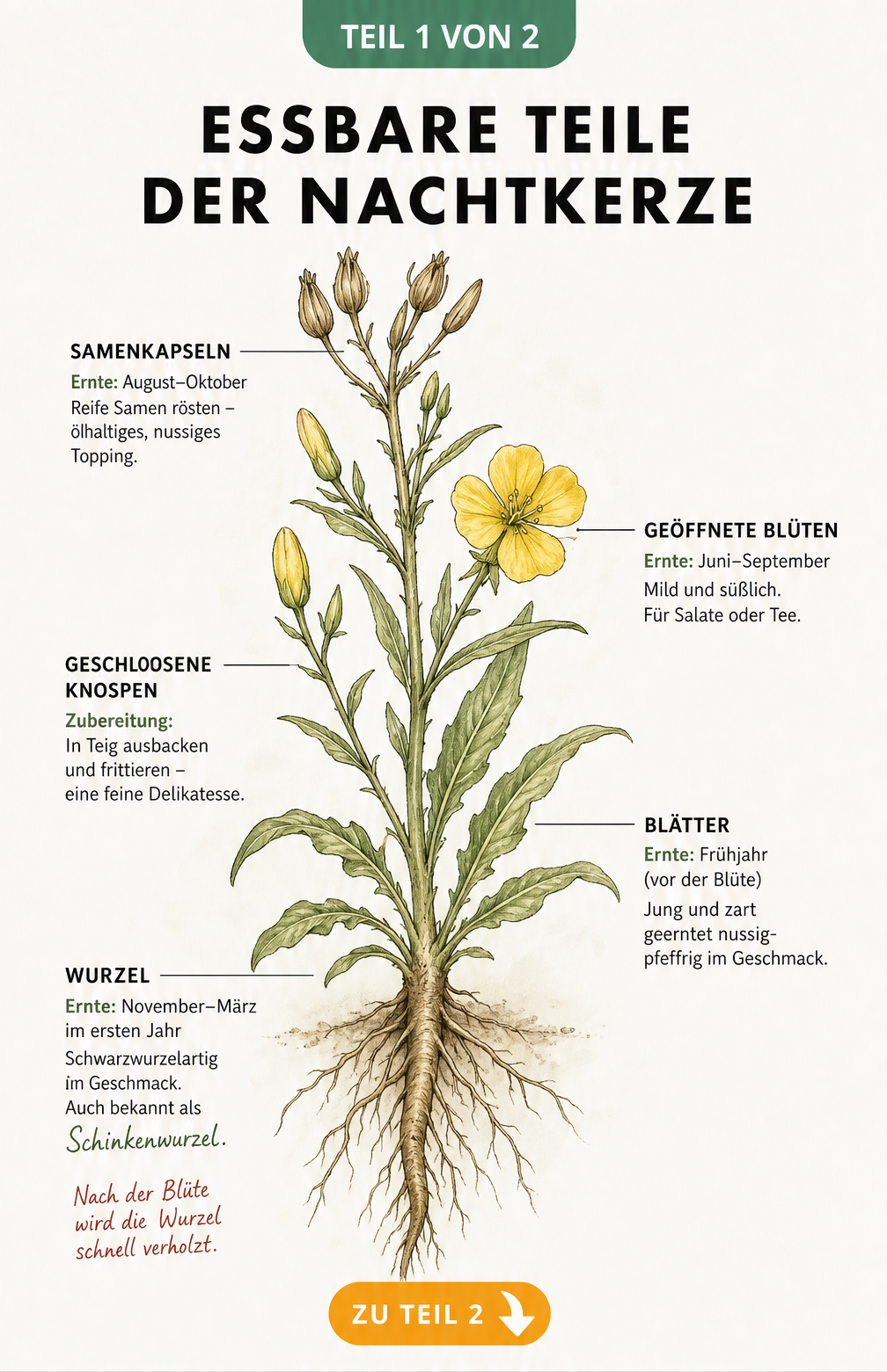 Botanische Illustration der Nachtkerze mit essbaren Teilen wie Wurzel, Blättern, Knospen, Blüten und Samenkapseln sowie Erntezeiten