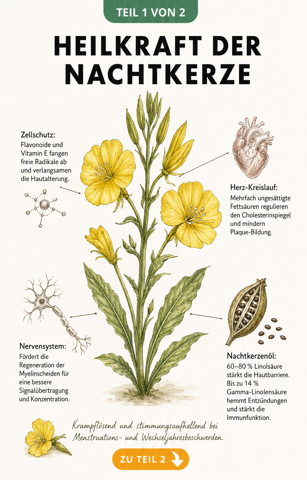 Botanische Illustration der Nachtkerze mit Erklärungen zur Heilkraft von Samen, Blüten und Blättern auf Herz, Nerven und Haut