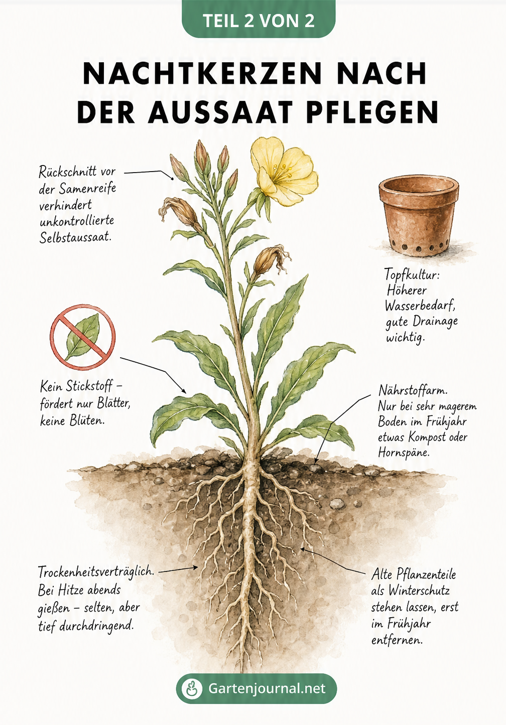 Illustration einer ausgewachsenen Nachtkerze mit Pflegetipps zu Gießen, Düngen und Rückschnitt