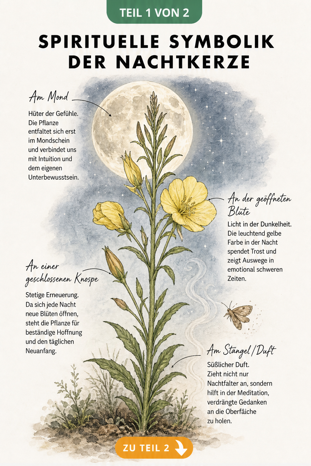 Botanische Illustration einer Nachtkerze vor einem Vollmond mit Erklärungen zur spirituellen Symbolik