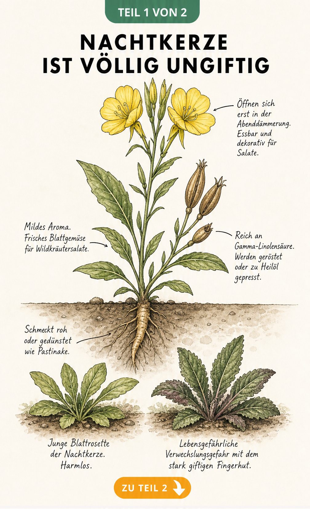 Botanische Illustration der Gemeinen Nachtkerze mit essbaren Pflanzenteilen und Gegenüberstellung der Blattrosette mit dem giftigen Fingerhut