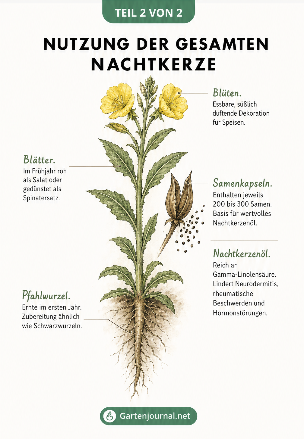 Illustration der Nachtkerze mit Erklärungen zur Nutzung von Wurzel, Blättern, Blüten und Samenkapseln für Nachtkerzenöl