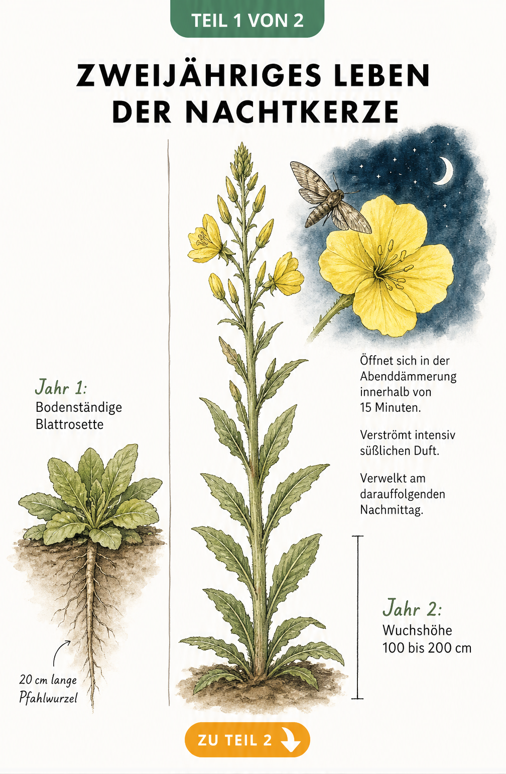 Botanische Illustration der zweijährigen Nachtkerze mit Blattrosette im ersten Jahr und hohem Stängel mit gelber Blüte im zweiten Jahr