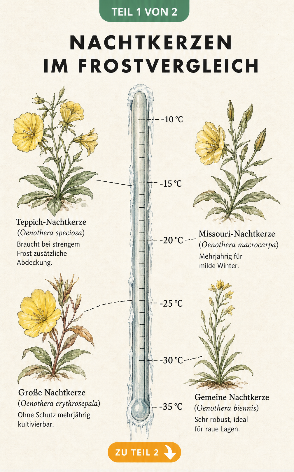 Botanische Tafel mit Temperaturskala und vier Nachtkerzenarten im Frostvergleich