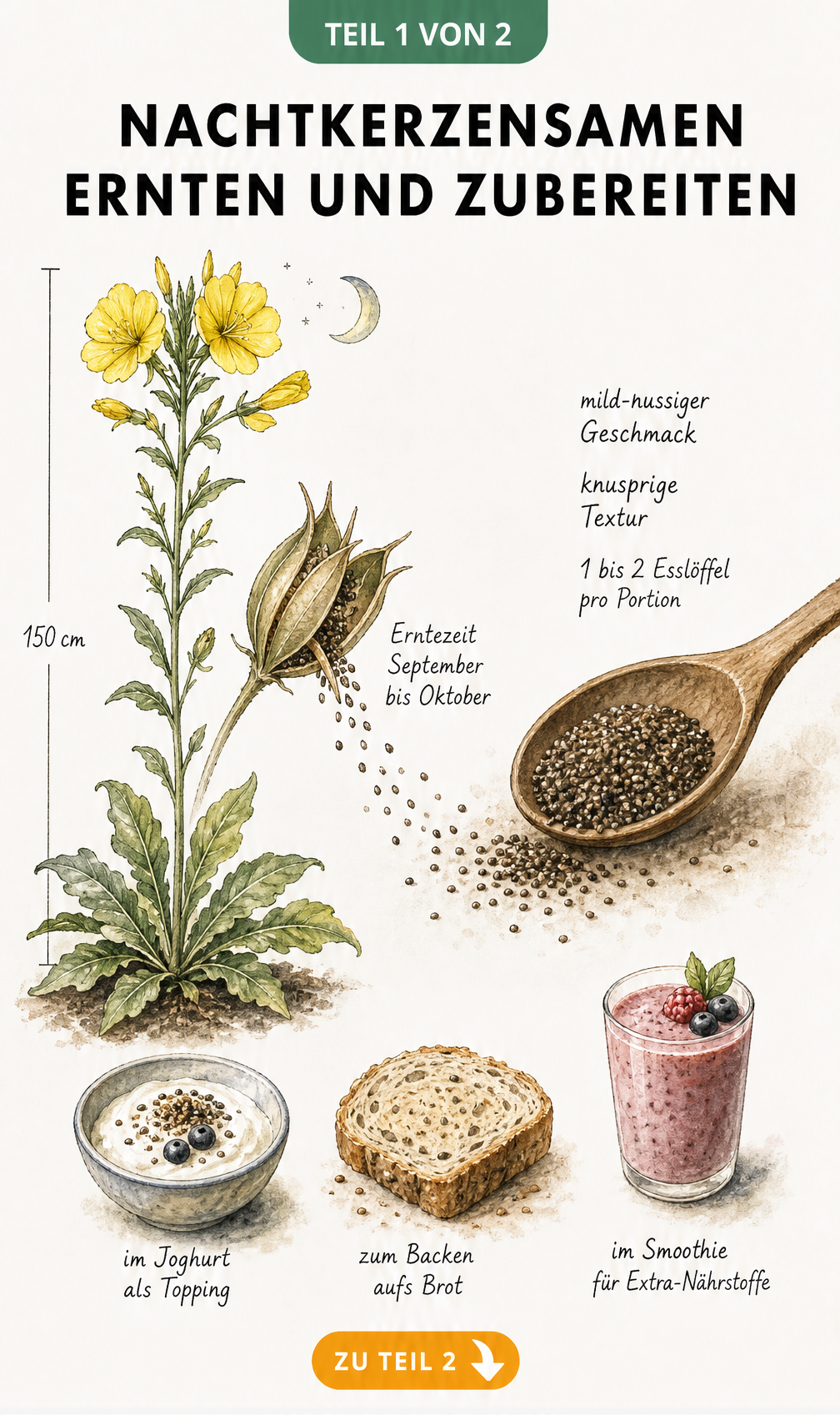 Botanische Zeichnung der Gemeinen Nachtkerze mit Samenkapsel und kulinarischen Anwendungen wie Joghurt, Brot und Smoothie