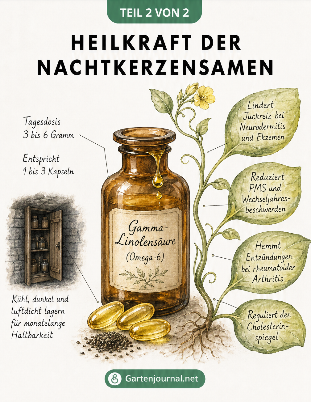 Vintage-Apothekerflasche mit Nachtkerzensamenöl, Gelkapseln und medizinischen Anwendungsgebieten an einer Pflanzenranke