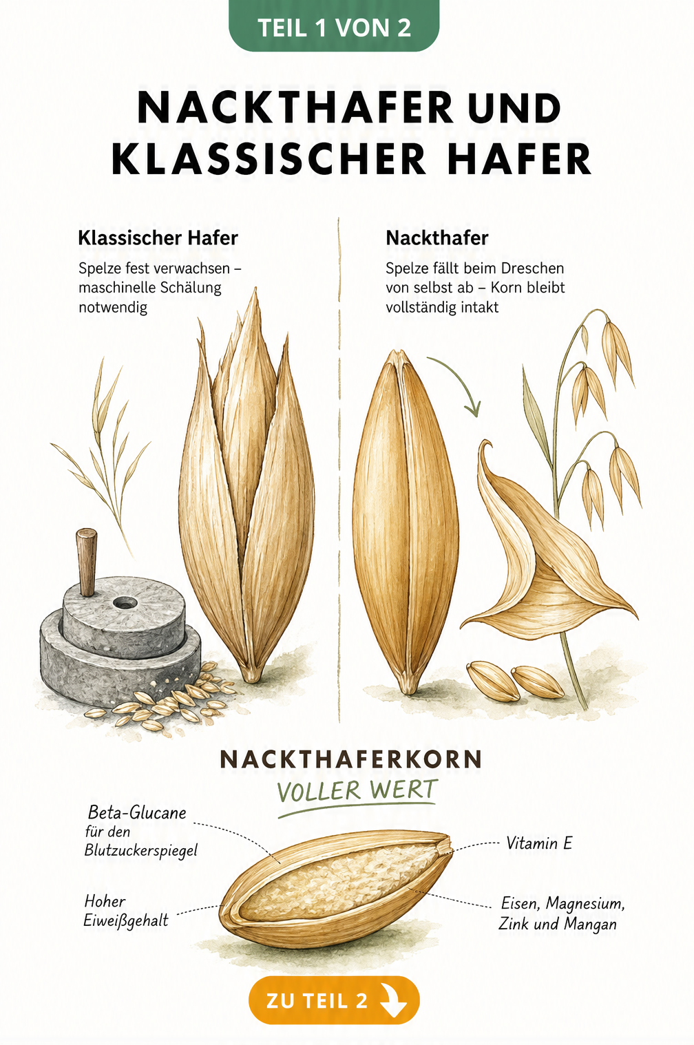 Botanische Gegenüberstellung von Nackthafer und klassischem Hafer mit Fokus auf die Spelze und Nährstoffe