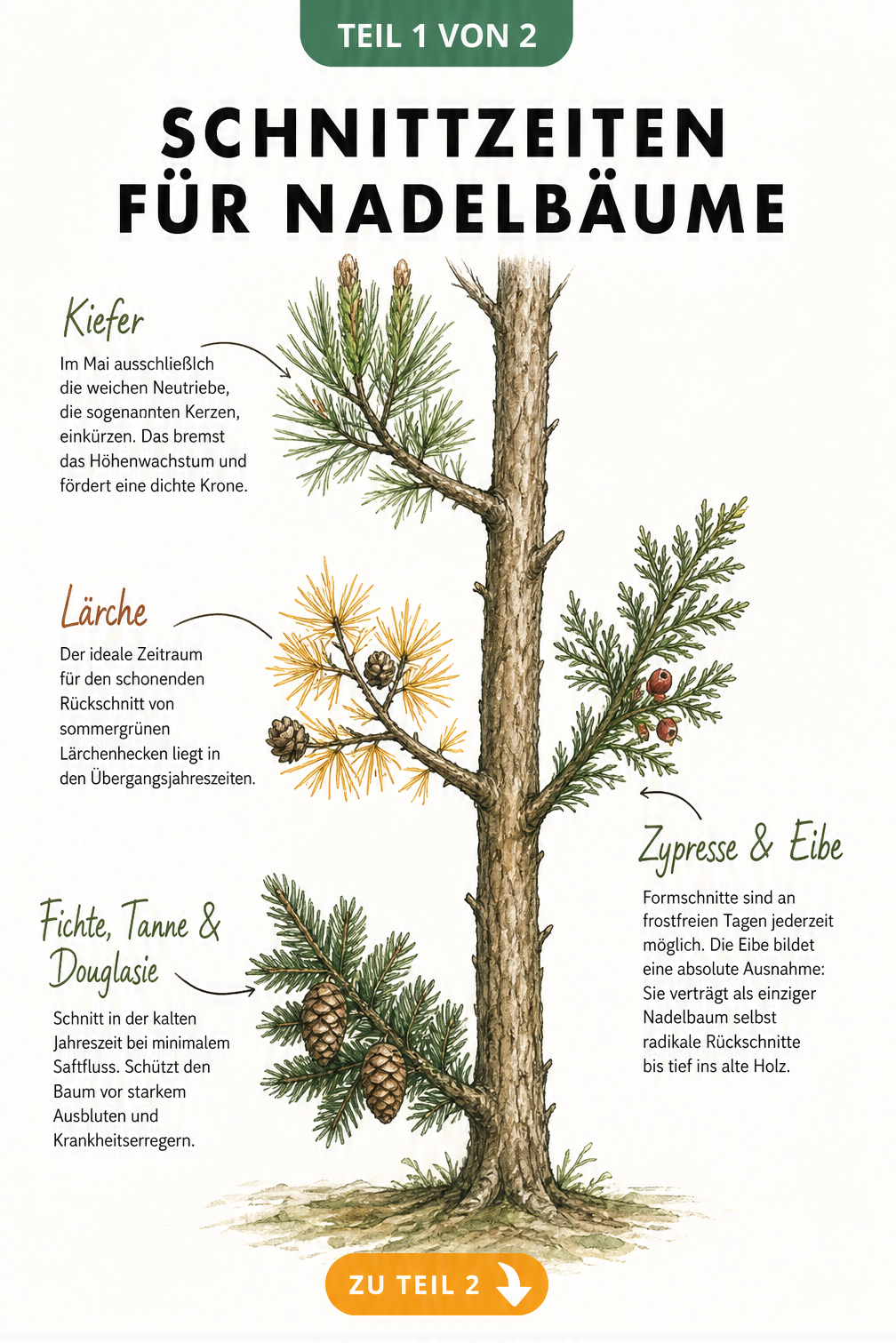 Botanische Illustration eines Nadelbaums mit den optimalen Schnittzeiten für Kiefer, Lärche, Fichte, Tanne, Douglasie, Zypresse und Eibe je nach Jahreszeit.