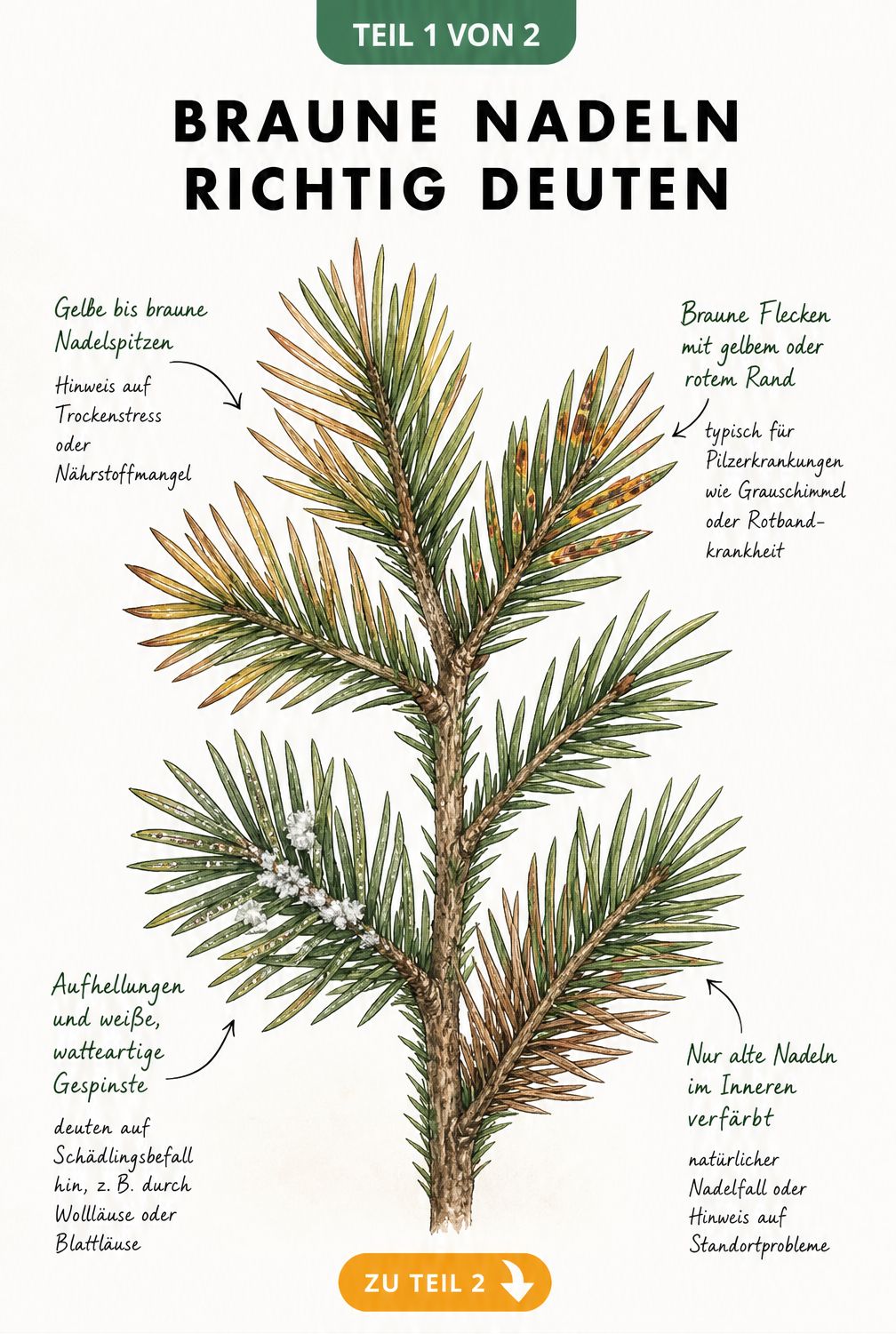 Botanische Illustration eines Nadelbaumzweiges mit vier verschiedenen Schadbildern: gelbe Spitzen, braune Flecken, weiße Gespinste und braune Nadeln im Inneren.