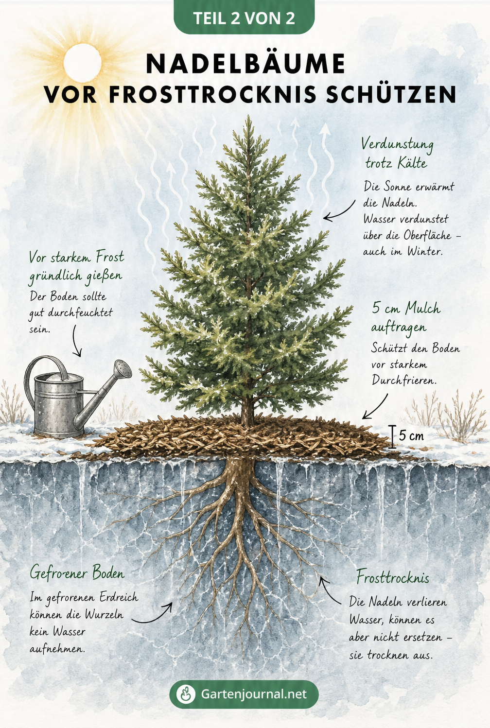 Querschnitt-Darstellung eines Nadelbaums im Winter mit verdunstendem Wasser in der Krone und gefrorenem Boden um die Wurzeln, geschützt durch eine Mulchschicht.