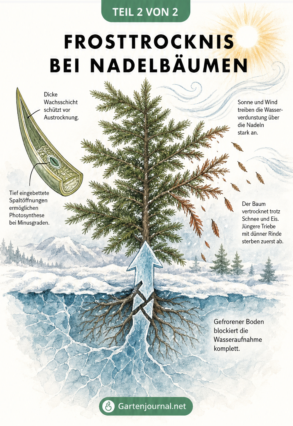 Illustration eines Nadelbaums im Winter, die den Kontrast zwischen sonniger Krone und gefrorenem Boden zeigt und die Gefahr der Frosttrocknis erklärt.