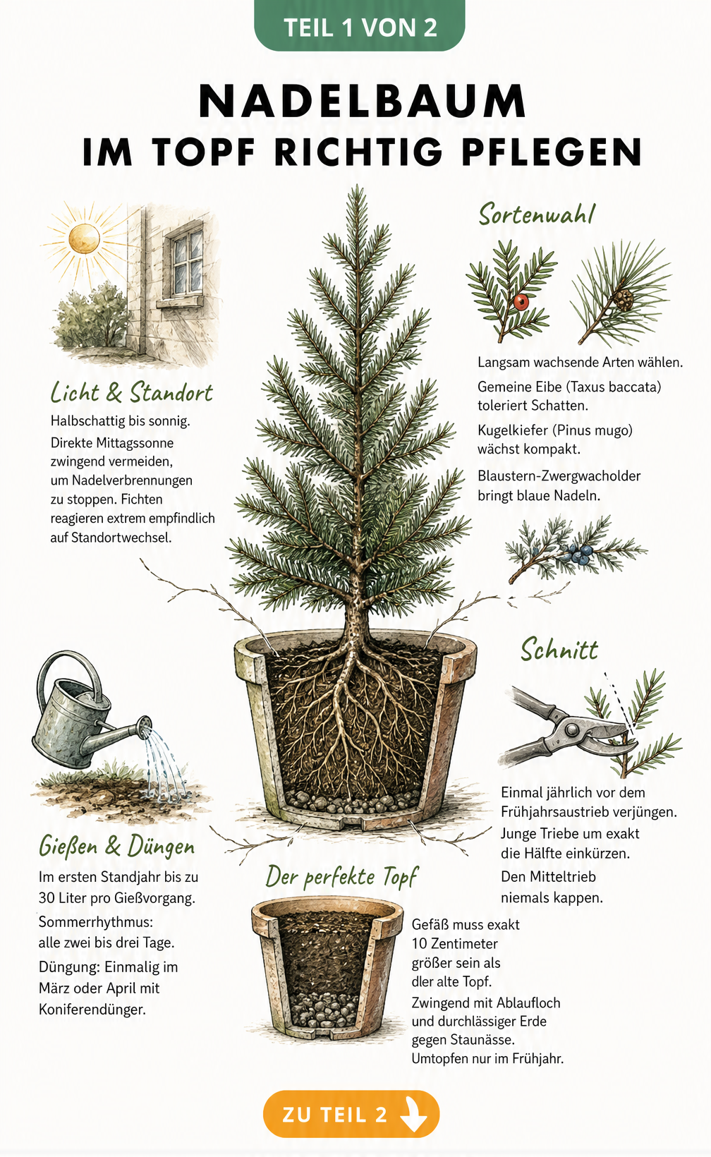 Botanische Schnittdarstellung eines Nadelbaums im Topf mit Pflegehinweisen zu Licht, Standort, Sortenwahl, Schnitt, Gießen und Düngen.