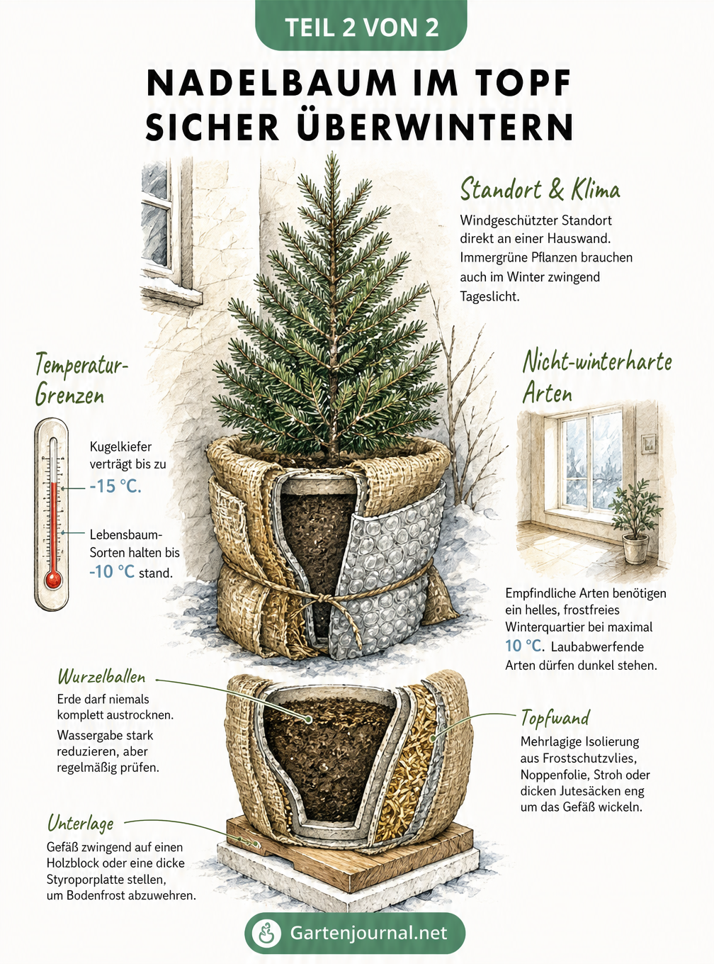 Architektonische Skizze eines Nadelbaums im Topf an einer Hauswand mit detaillierter Darstellung der Winterschutz-Schichten.