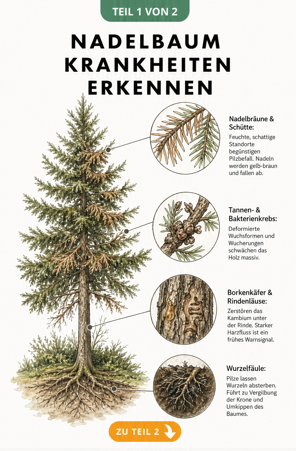 Handgezeichnete Illustration eines Nadelbaums mit vergrößerten Schadbildern an Nadeln, Zweigen, Stamm und Wurzeln zur Erkennung von Krankheiten