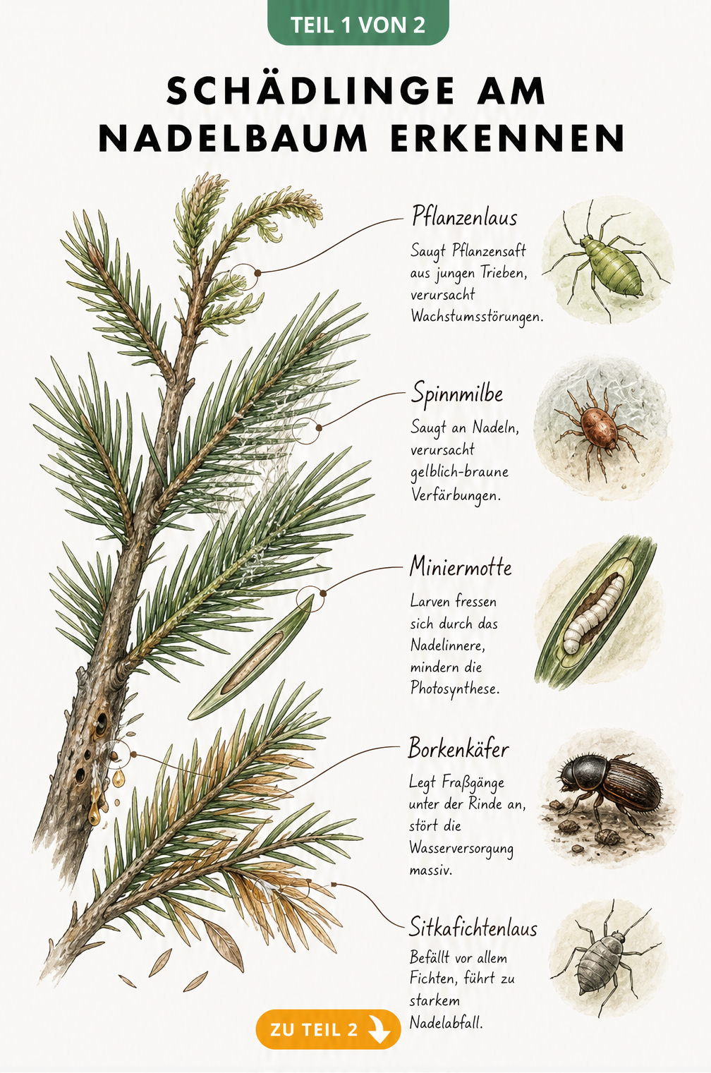 Historische botanische Illustration eines Nadelbaumzweigs mit Schadbildern von Pflanzenlaus, Spinnmilbe, Miniermotte, Borkenkäfer und Sitkafichtenlaus.