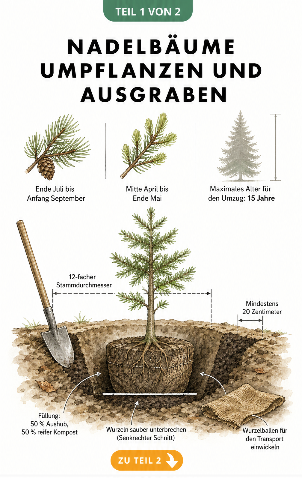 Illustration zur Vorbereitung beim Umpflanzen von Nadelbäumen mit Zeitachse und Querschnitt des Wurzelballens