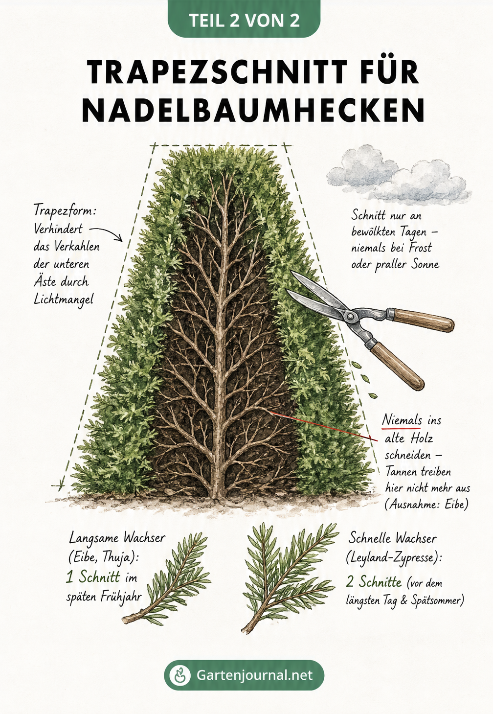 Querschnitt einer Nadelbaumhecke in Trapezform mit Heckenschere im grünen Bereich