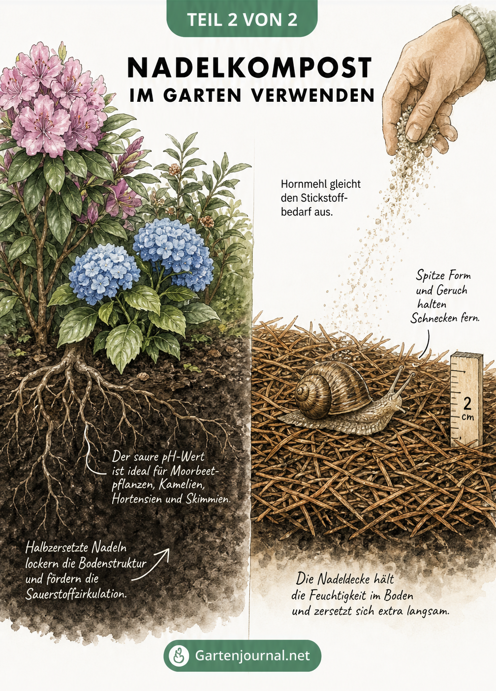 Botanische Illustration von Rhododendron und Hortensie in saurer Erde sowie einer Mulchschicht aus Tannennadeln mit Hornmehl und einer abgewendeten Schnecke.