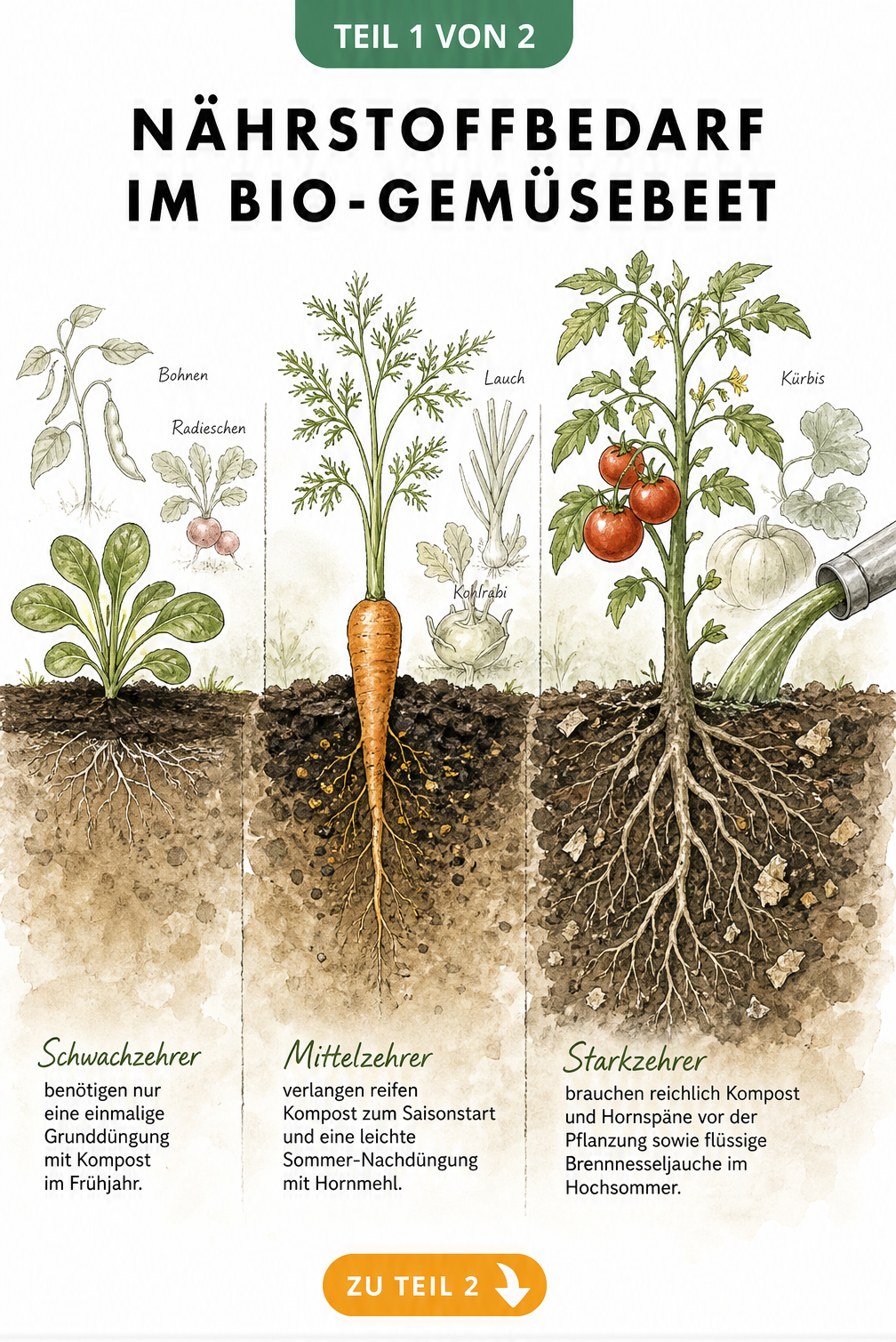Querschnitt eines Bio-Gemüsebeets mit Feldsalat, Möhre und Tomate, der den Nährstoffbedarf von Schwach-, Mittel- und Starkzehrern zeigt.