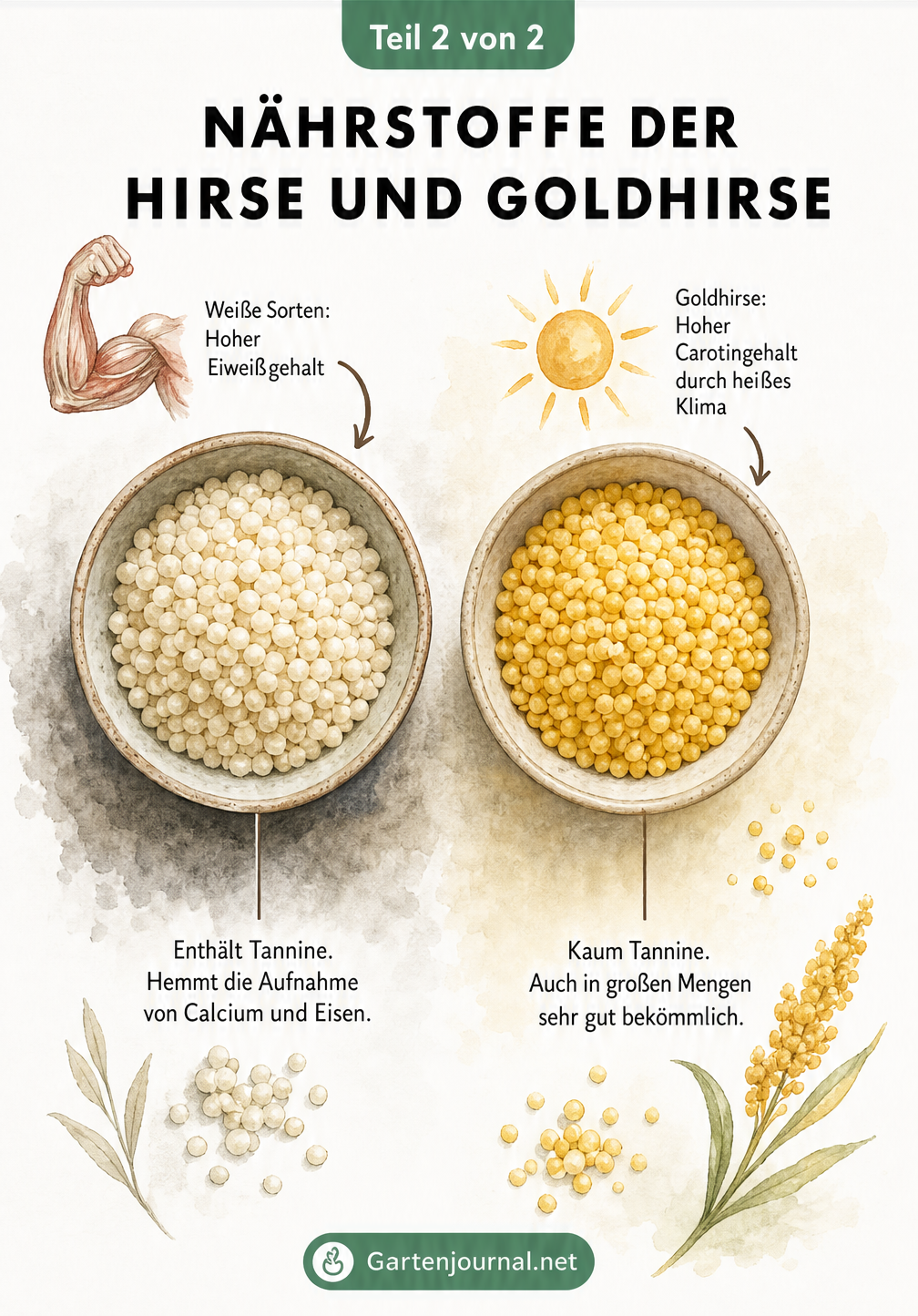 Zwei Keramikschälchen mit weißer Hirse und gelber Goldhirse im Vergleich, die den Eiweißgehalt, Tannine und Carotingehalt der beiden Sorten gegenüberstellen.
