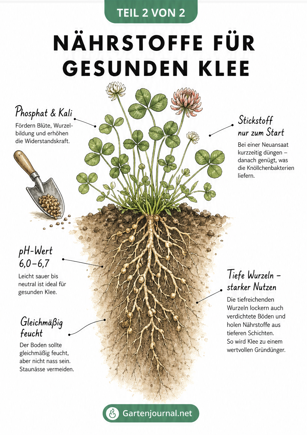 Illustration einer blühenden Kleepflanze mit Wurzelballen, die den idealen pH-Wert, Bodenfeuchtigkeit und den Bedarf an Phosphat und Kali zeigt.