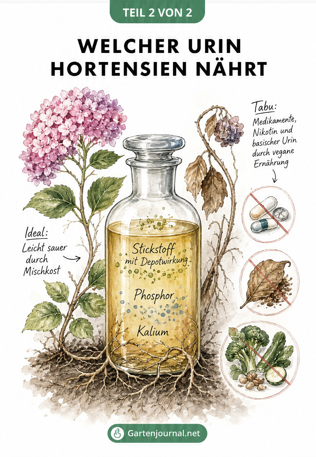 Botanische Zeichnung eines Apothekerglases mit goldgelber Flüssigkeit und Hortensienwurzeln. Nährstoffe wie Stickstoff, Phosphor und Kalium sind abgebildet....