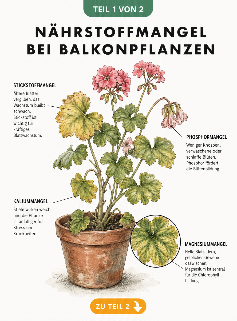 Botanische Illustration einer Balkonpflanze mit Anzeichen für Stickstoff-, Phosphor-, Kalium- und Magnesiummangel