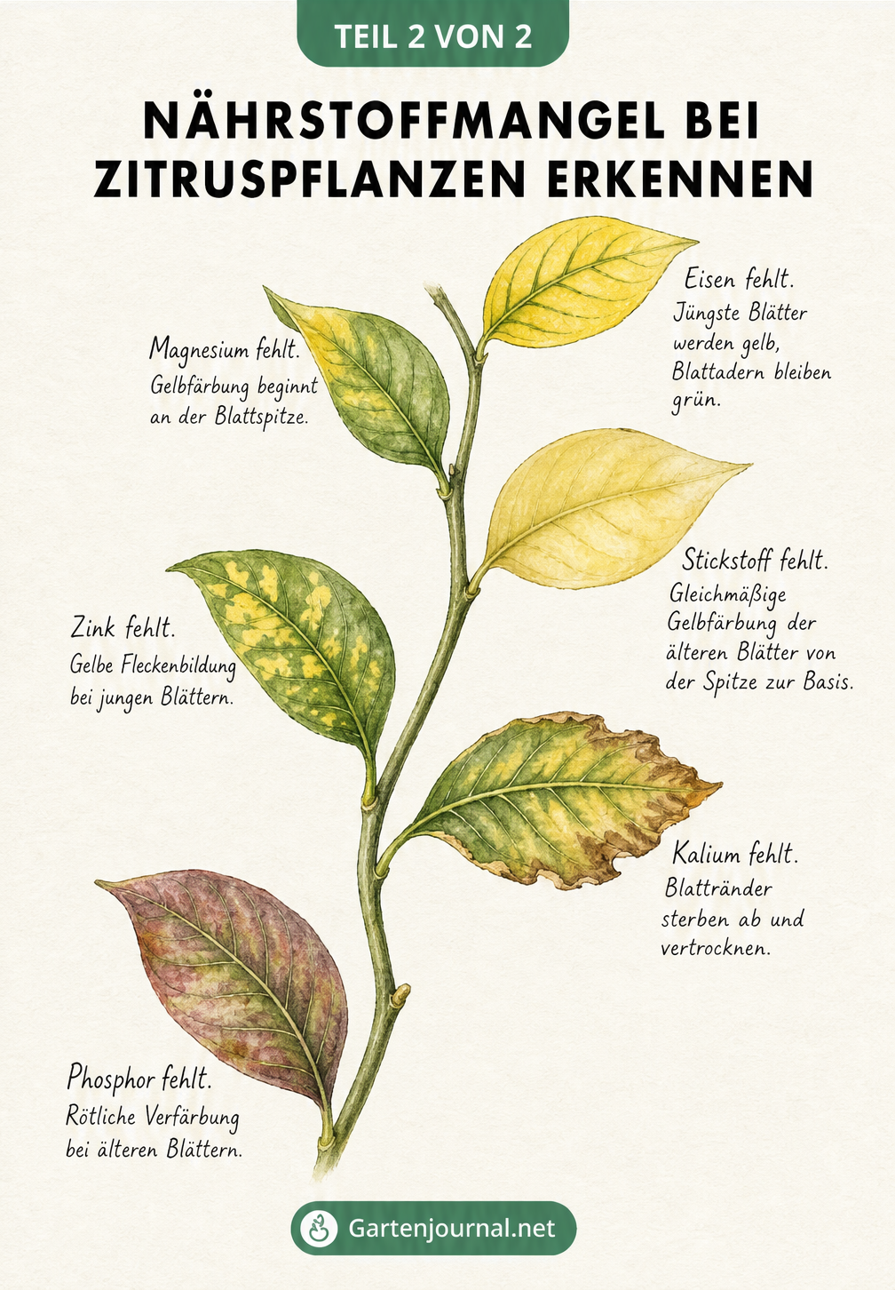 Aquarell-Zeichnung eines Zitruszweigs, die verschiedene Blattverfärbungen bei Nährstoffmangel wie Eisen, Magnesium und Stickstoff zeigt