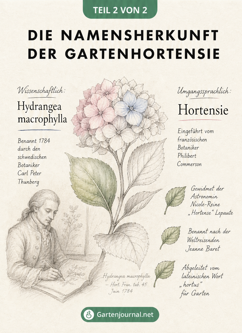 Skizze einer Gartenhortensie mit Erklärungen zur Herkunft des wissenschaftlichen und umgangssprachlichen Namens
