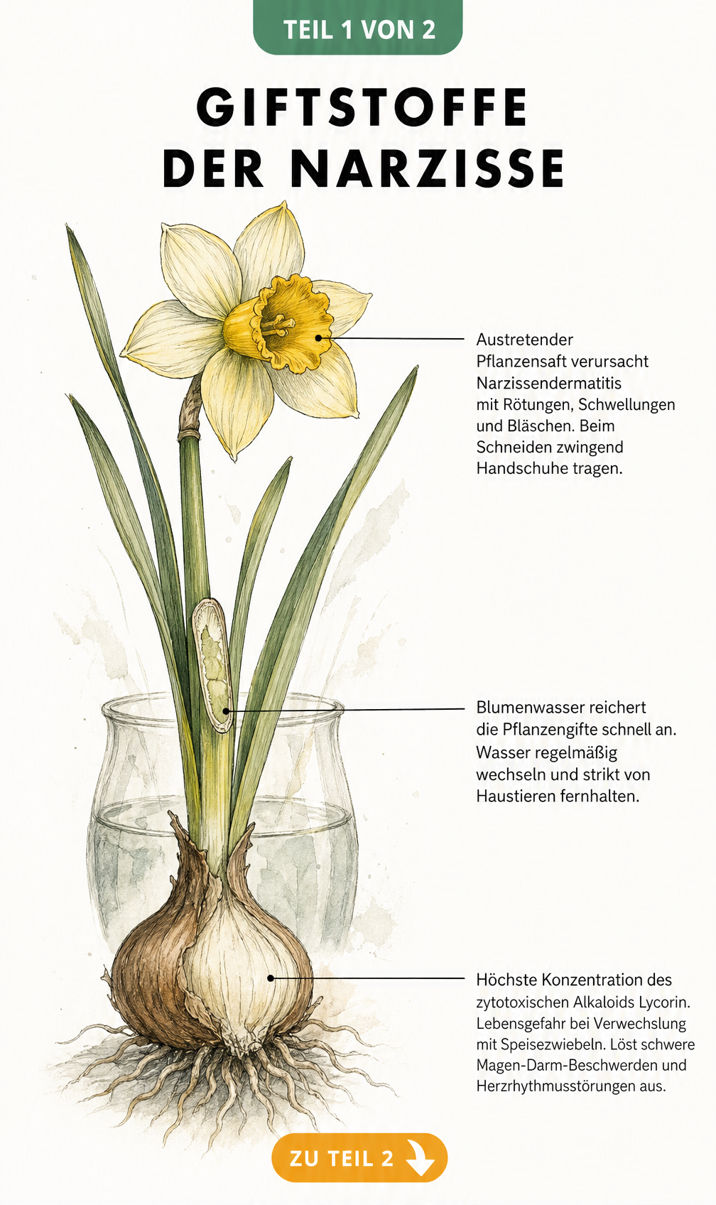 Botanische Illustration einer Narzisse mit Markierungen der giftigen Pflanzenteile wie Zwiebel und Stängel