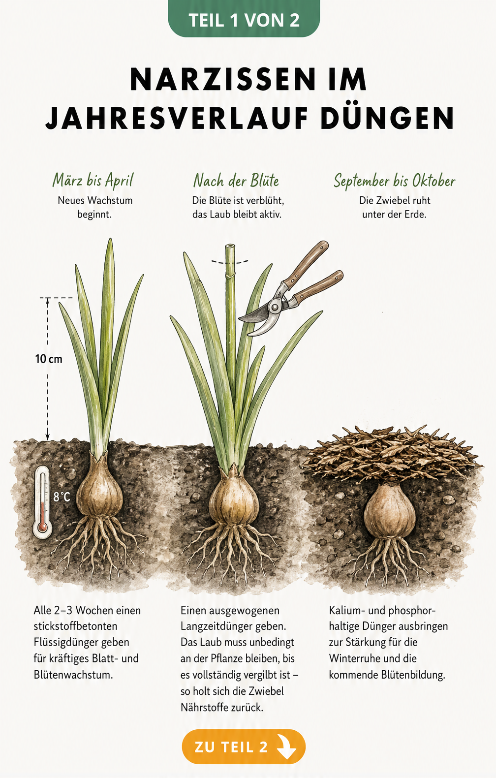 Illustration einer Narzissenzwiebel im Jahresverlauf mit Düngehinweisen für Frühjahr, nach der Blüte und Herbst