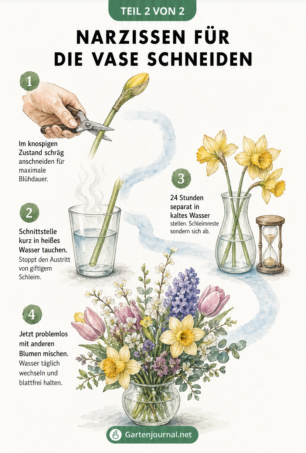 Aquarell-Illustration, die zeigt, wie man Narzissen für die Vase schneidet, in heißes Wasser taucht und 24 Stunden separat stellt, bevor man sie mit anderen...