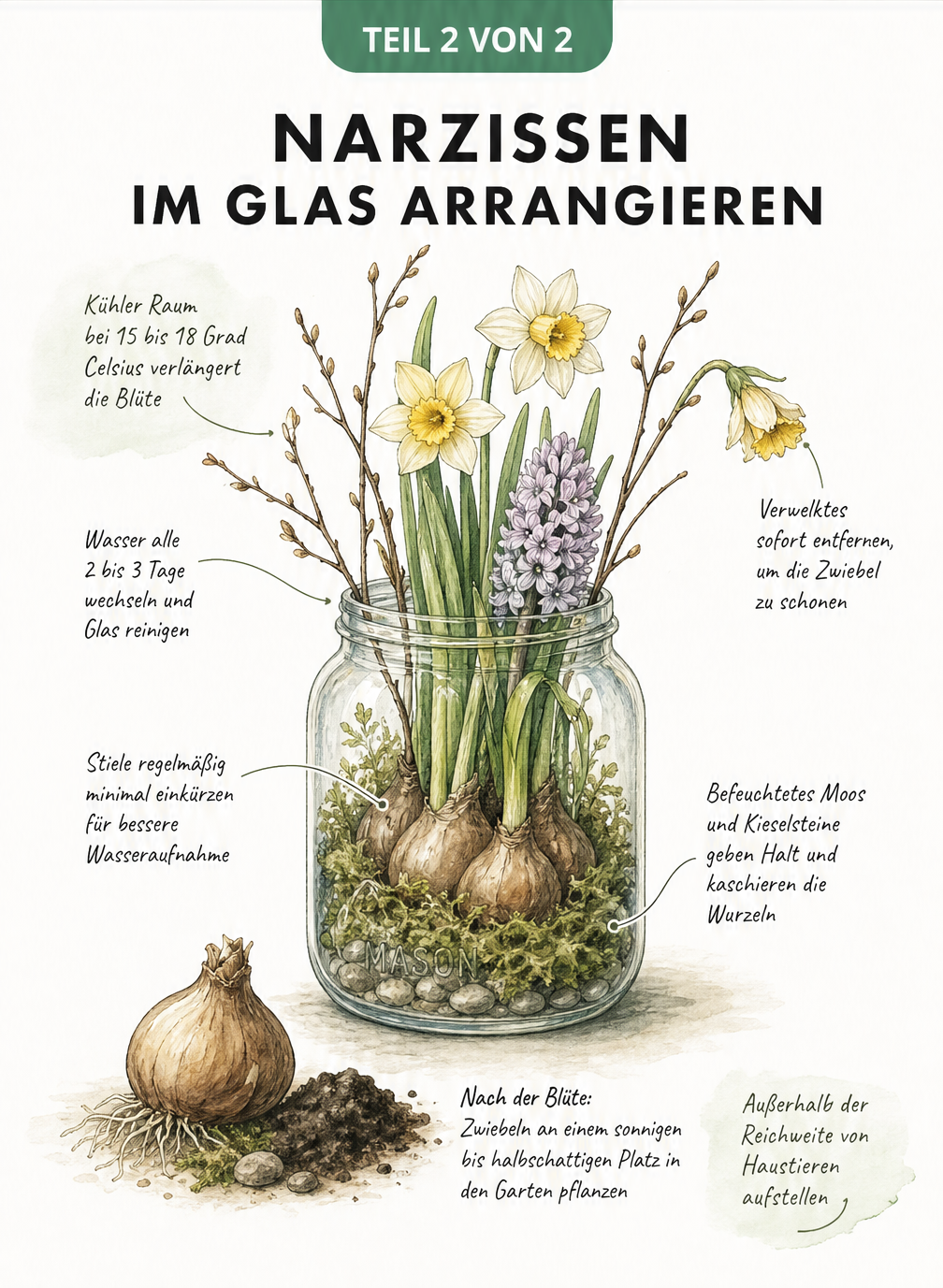 Aquarell-Illustration eines Einmachglases mit blühenden Narzissen, einer Hyazinthe, Moos und Birkenzweigen. Kurze Pflegehinweise sind direkt am Motiv platziert.