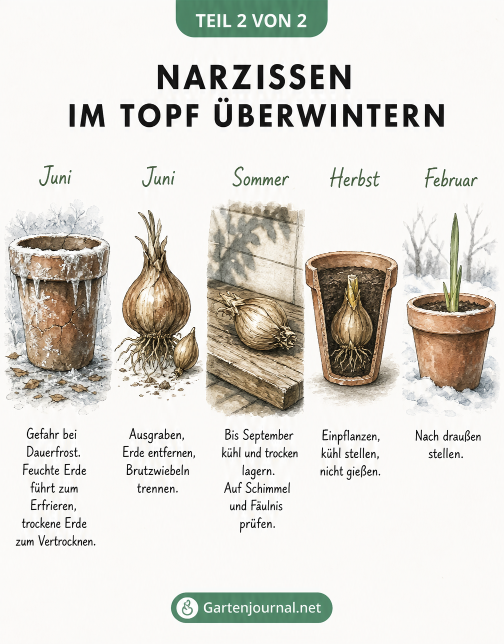 Aquarell-Skizzen zeigen die Überwinterung von Narzissen im Topf: Vom Ausgraben im Juni über die kühle Lagerung bis zum Einpflanzen im Herbst.