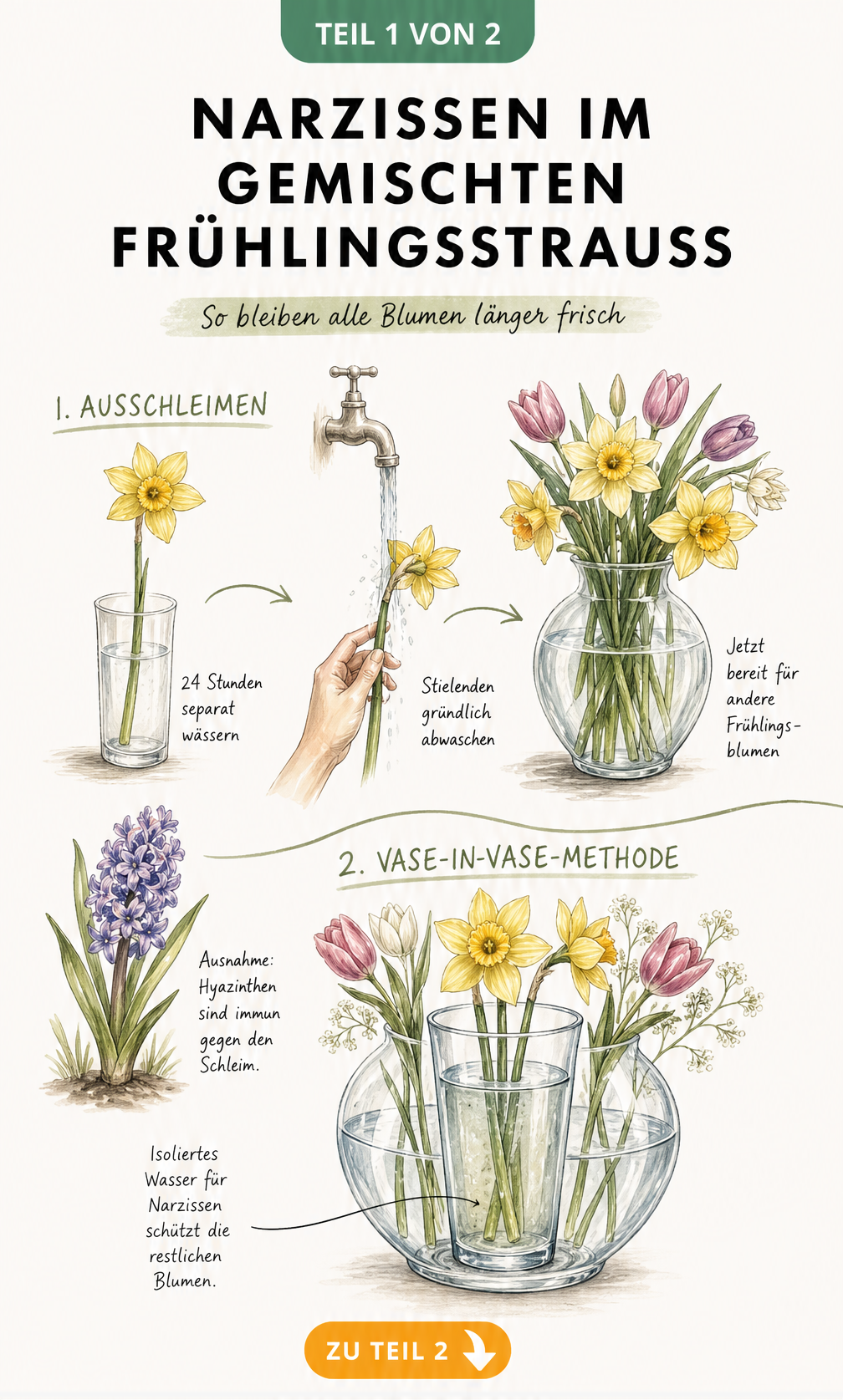 Illustration zweier Methoden, um Narzissen mit anderen Frühlingsblumen in einer Vase zu kombinieren: Ausschleimen und Vase-in-Vase-Methode.