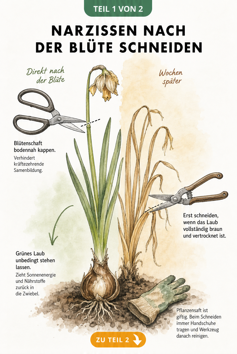 Botanische Illustration einer Narzisse, die zeigt, wie man den Blütenstängel bodennah abschneidet und das grüne Laub stehen lässt, bis es braun wird.