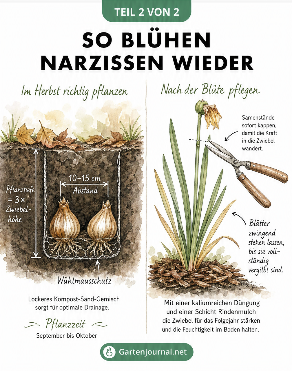 Pflanz- und Pflegeanleitung für Narzissen: Links die ideale Pflanztiefe und Abstand im Herbst, rechts die Pflege nach der Blüte mit dem Kappen der Samenstände...