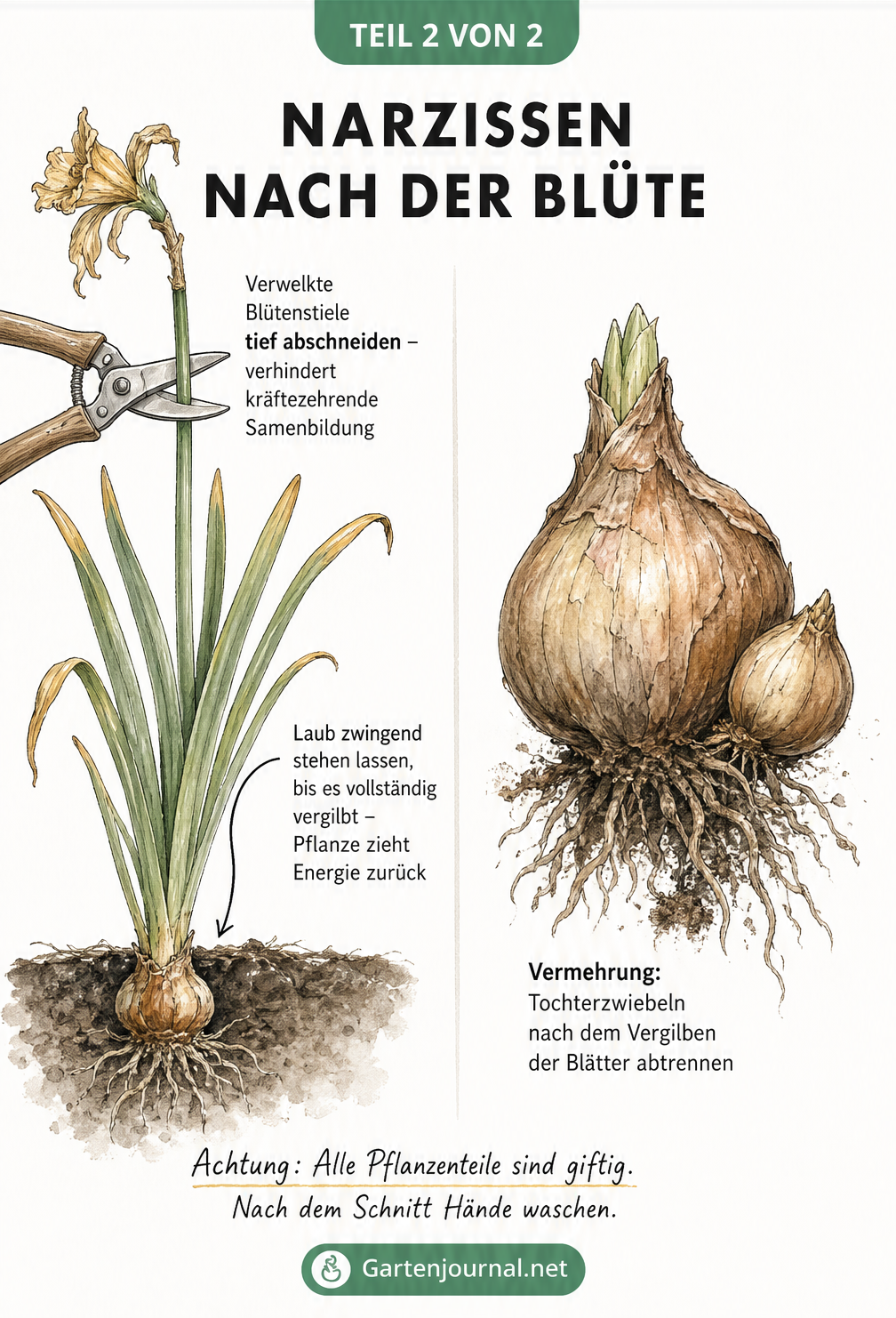 Zweiteilige botanische Illustration zur Pflege von Narzissen nach der Blüte, mit Schnitt der verwelkten Blüte und Vermehrung durch Tochterzwiebeln.